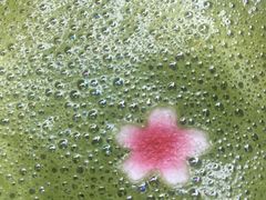 -星巴克(贵阳花果园1店)