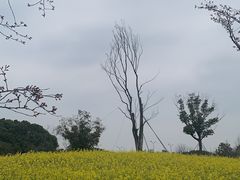 -状元楼(金溪路店)