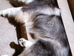 -more than meow吴止猫主题餐厅(承德 中船汇店)