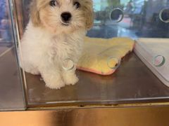 -FAELING PETS美天灵宠物(富力广场店)
