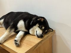 -是阿柴呀！柴犬咖啡·爱喵喵猫咖