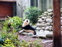 景点-成都大熊猫繁育研究基地