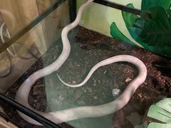 -藦茜花园宠物主题亲子互动体验馆(国顺东路店)