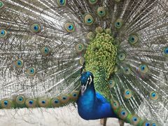 -栾川竹海野生动物园