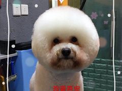 -我爱吾宠宠物美容院(朝阳路店)