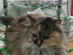 -北京观赏动物医院·24小时大型综合·猫专科·异宠专科