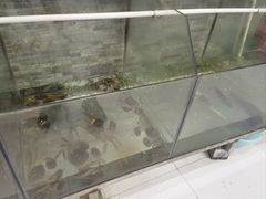 -呼吸森林·生态农庄农家乐私房菜