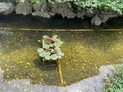-海天楼中餐厅(吴宫泛太平洋酒店)