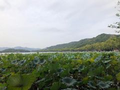 -湖畔居茶楼(湖滨店)