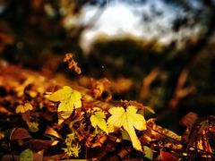 -上海佘山国家森林公园西佘山园