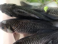 -南门绿玉农贸市场
