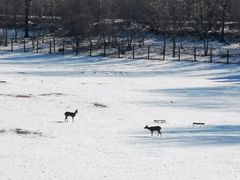 -北京麋鹿生态实验中心