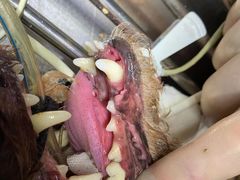 -宠颐生贝利健动物医院(谢家湾分院)