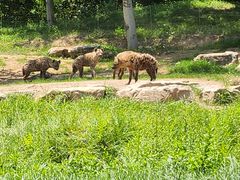 -北京野生动物园