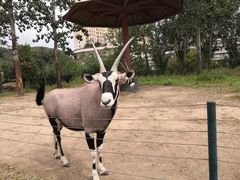 -大连森林动物园