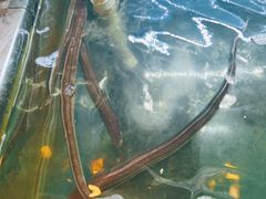 -阿马蛋汤·宁波小海鲜(总店)