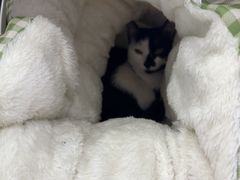 -博特宠物医院24h犬猫全科.骨科·异宠