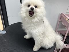 -帕帕拉兹宠物(亚洲旗舰店)