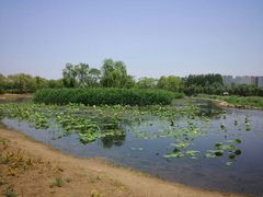 -大兴滨河森林公园