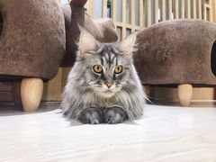 -猫和宫(六道口店)