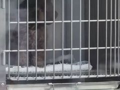-西安京西宠物医院·瘫痪·疑难杂症