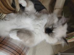 -纳吉亚猫专科动物医院·北北分院