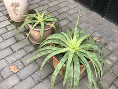 -大学习巷清真寺