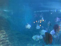 -烟台海昌鲸鲨海洋公园