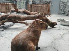 -武汉动物园