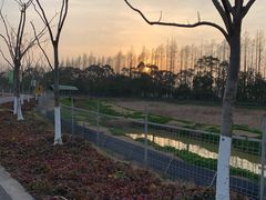 -上海长兴岛郊野公园