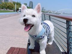 -萌宠之家·腊肠犬·马尔泰·小体犬舍
