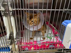 -瑞派·关忠动物医院·异宠专科·犬猫肿瘤·皮肤专科(望京店)