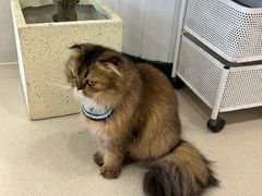 -共舞时光猫咖·狗咖(新街口店)