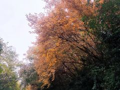 -紫金山山顶公园