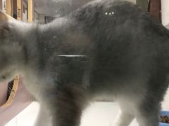 -李小姐の猫咖啡馆(五角场店)