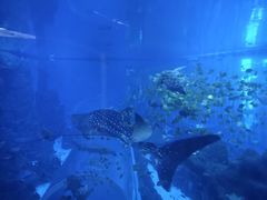 -成都浩海立方海洋公园