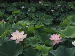 -荆川公园