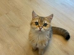 -有喵·猫咖·狗咖·30几只猫10只小狗(岗厦店)
