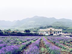 -曲江薰衣草庄园