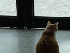 -凯特喵百思猫专科医院