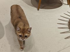 -藏猫猫咖啡主题馆(中央大道店)