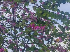 -广州白江湖森林公园