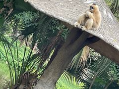 -深圳野生动物园