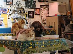 -平行世界·猫咖(首经贸店)
