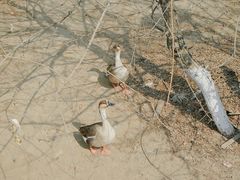 -长白岛森林公园