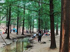 -白水寺森林公园