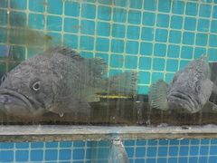 -兆辉木炭海鲜烧烤·海鲜小炒