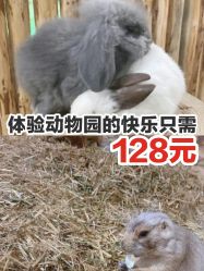 -七巧国萌宠乐园(龙湖天街店)