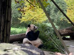 -都江堰中华大熊猫苑