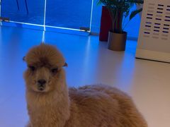 -Blue Concept Cafe&Farm·關於藍